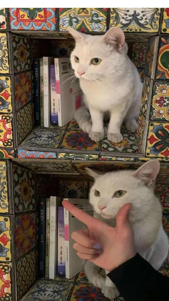 来爬泰山一定不能错过的民宿,山东泰山隐世小院