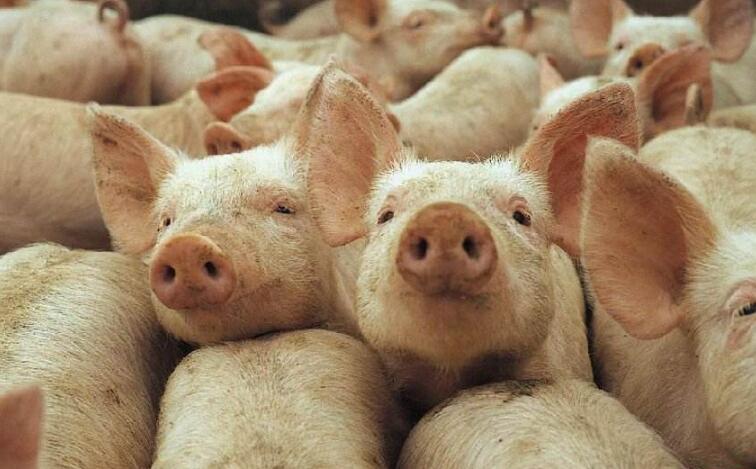 7日龄仔猪拉稀可喂土霉素吗,仔猪拉稀用土霉素