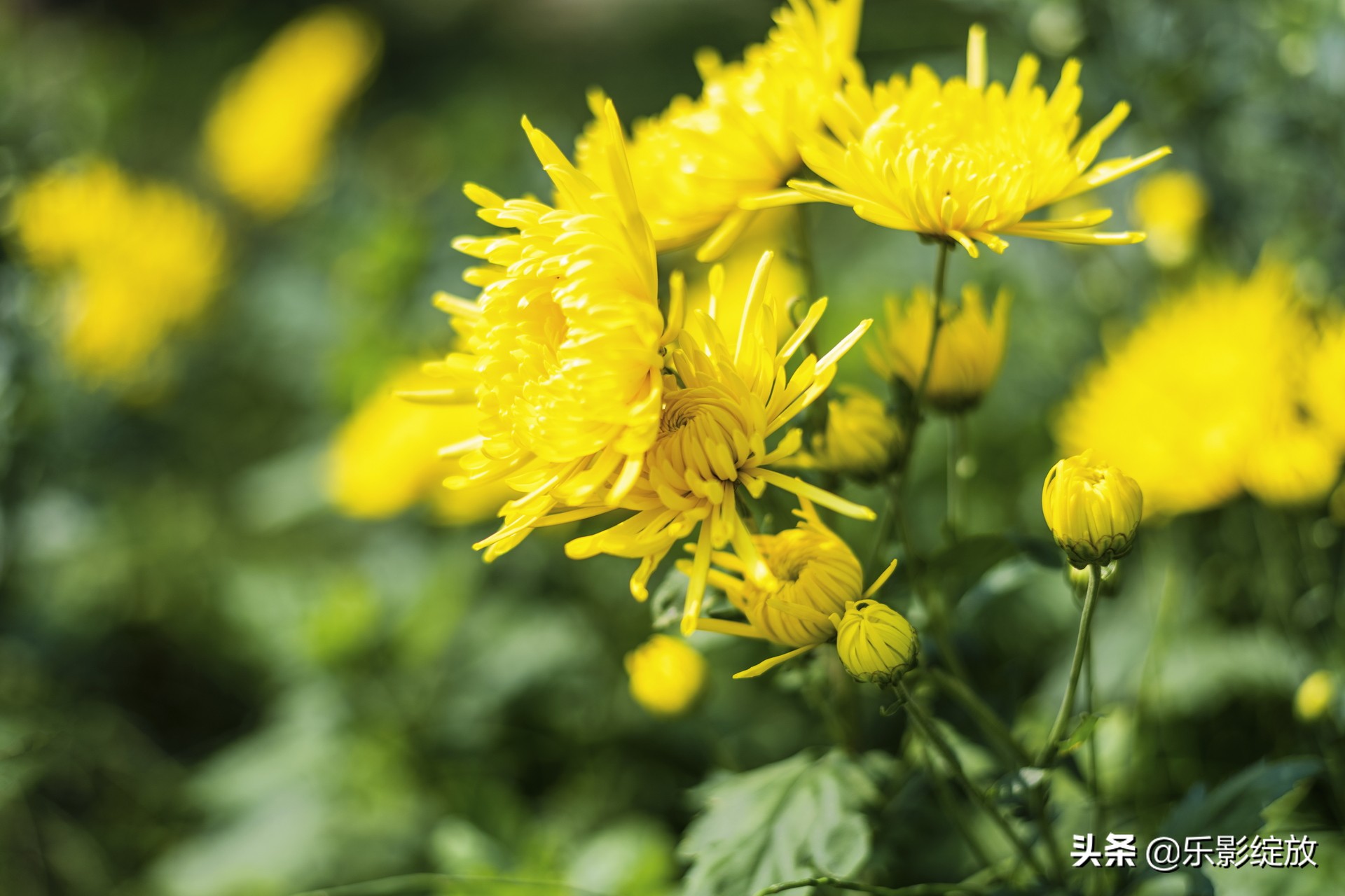 带小花狗去野外生存,带着小花去兜风