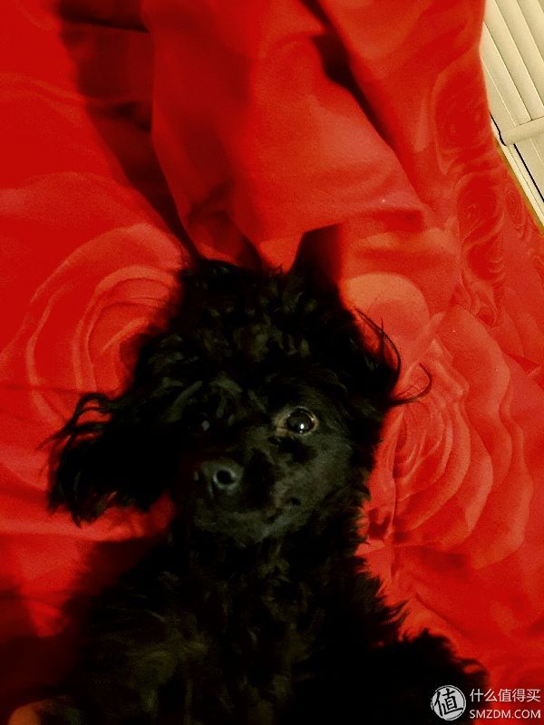 幼犬狗粮良心推荐怎么选,宠物狗粮选购指南