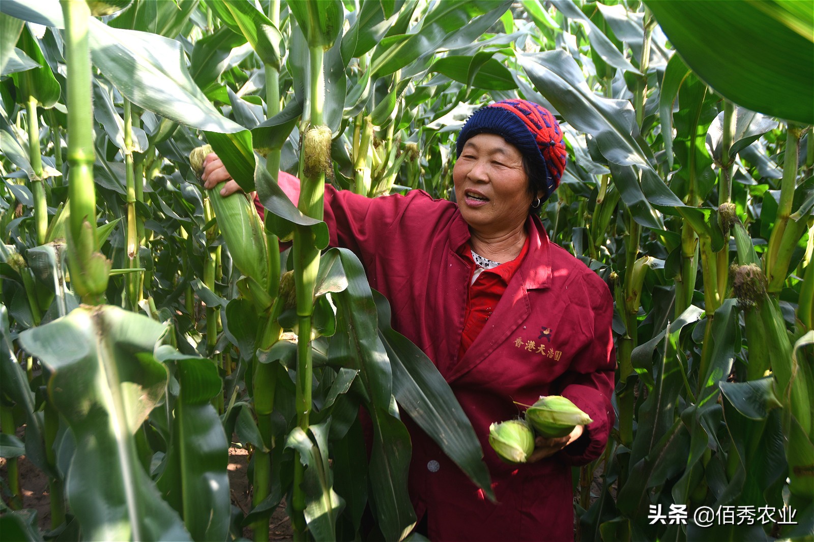 50亩田种萝卜一年多少成本,沙地种萝卜1亩赚多少钱