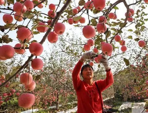 果农卖不出去苹果怎么办,果农卖不出去水果