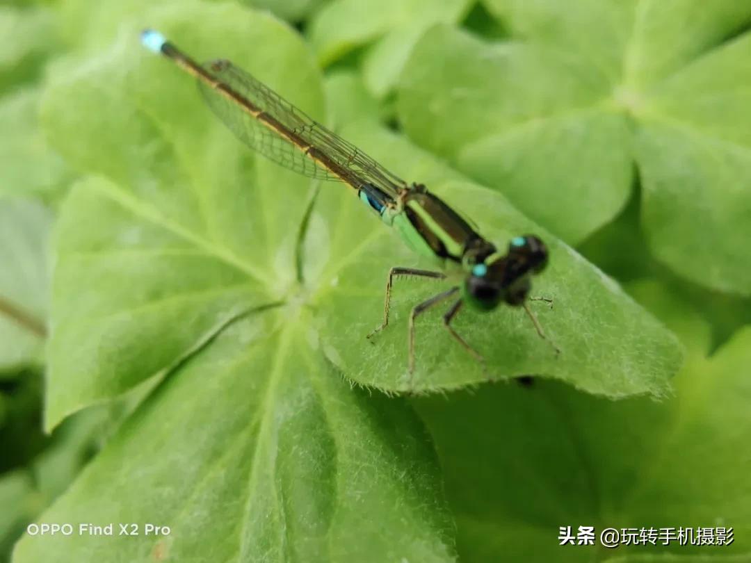 oppofindx2拍照效果好吗,oppofindx2手机拍照效果