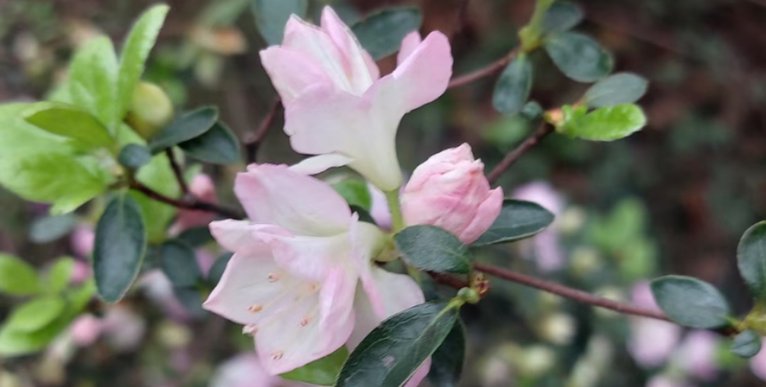 买保险不交了行不行,买保险买不了是什么原因