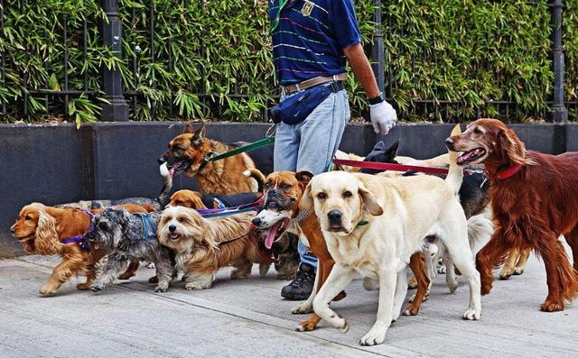 经常不遛狗会有什么后果,长期不遛狗