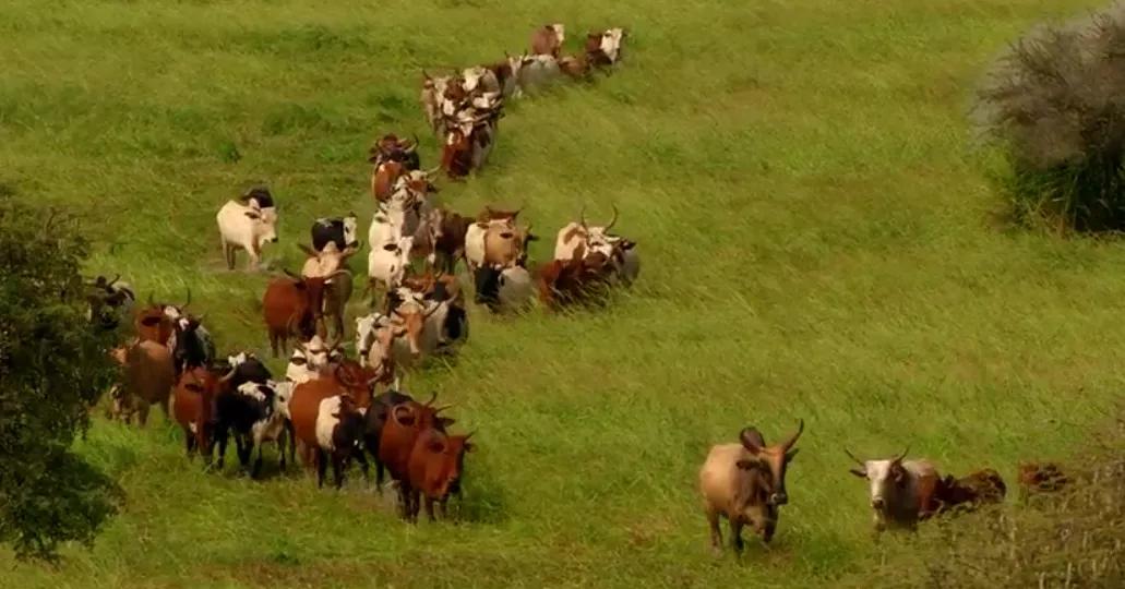 莫奈真正的美无需理解,莫奈的内心深度解析