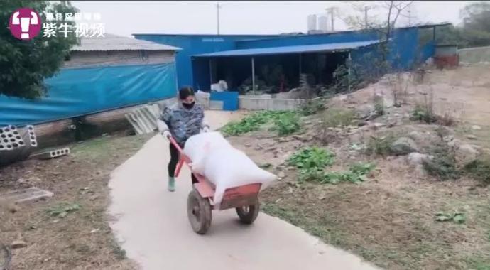 女孩养猪做宠物,女孩养猪十年