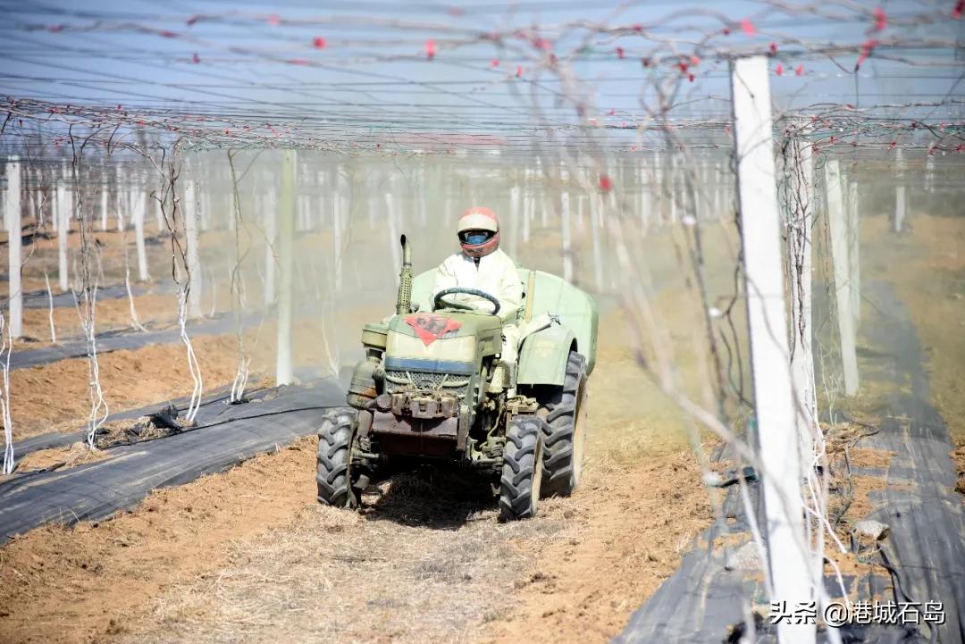 石岛即将开发的项目,石岛的项目