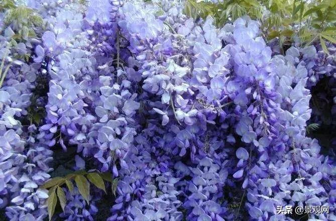 紫藤开花时的养护,日本紫藤盆景养护