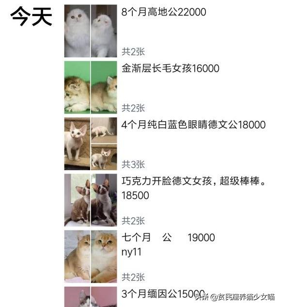 黑心商家曝光猫贩子,猫贩子骗局