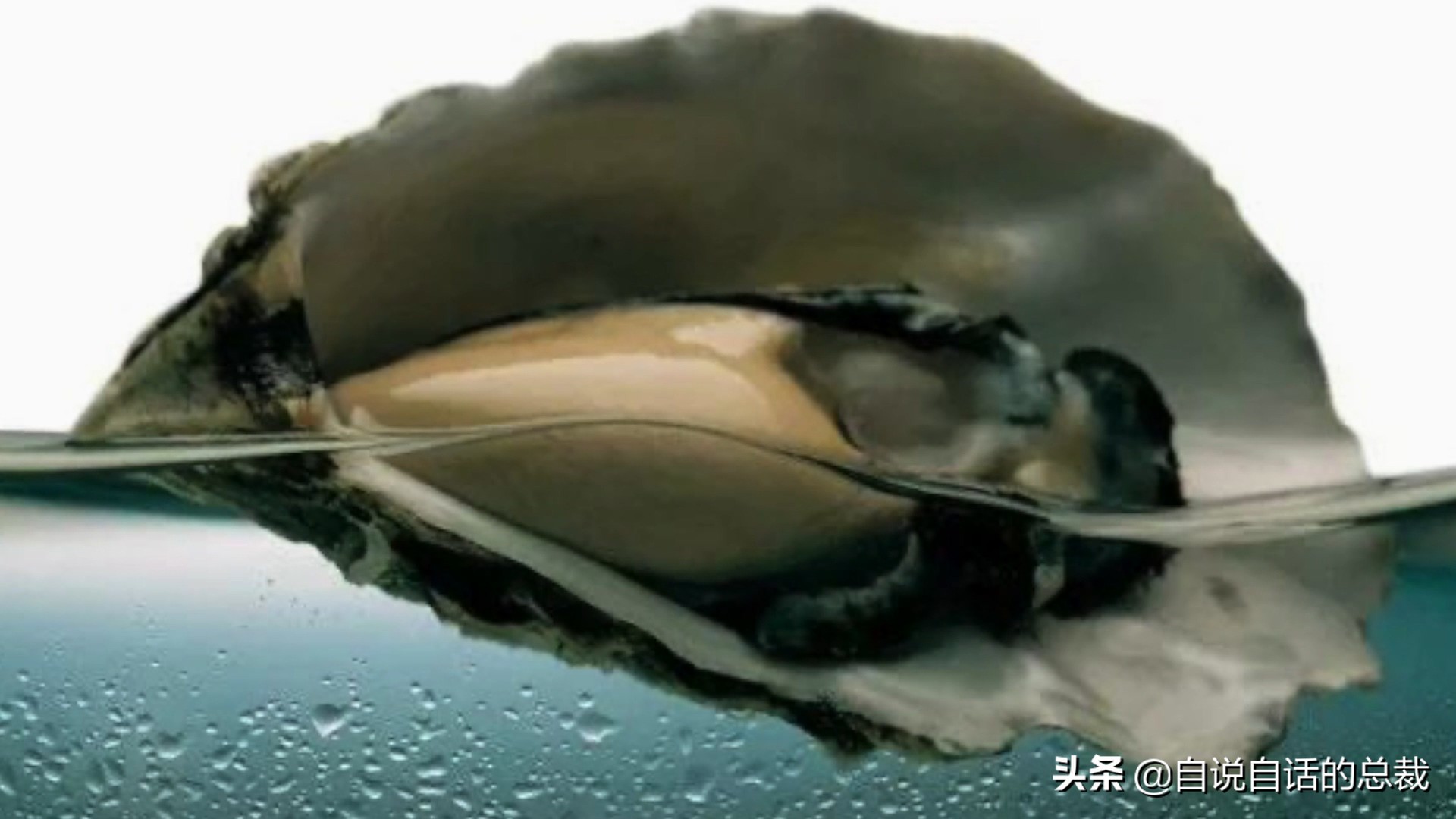 海鲜蛤蜊与蛤蜊区分,蛏子与小人蚬的区别