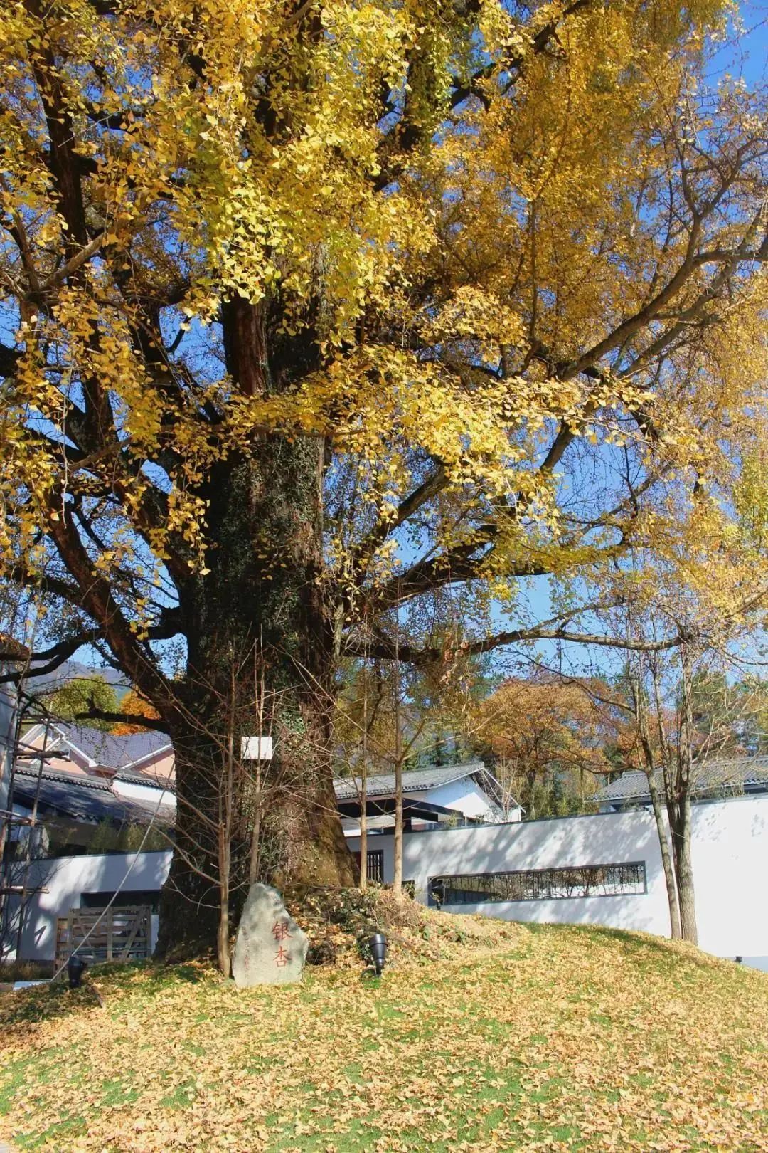 满地尽是黄金叶！来余杭及周边这几个地方，享受限定的初冬浪漫吧