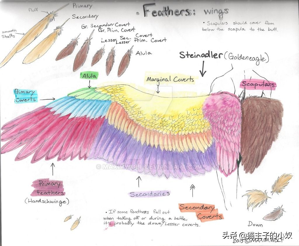 鹦鹉被主人剪断整个翅膀,鹦鹉被主人拔羽管