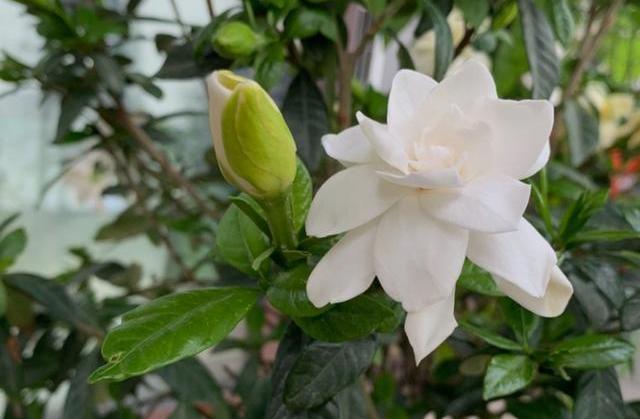 栀子花黄叶表现及处理方法,栀子花黄叶有什么管用的方法解决