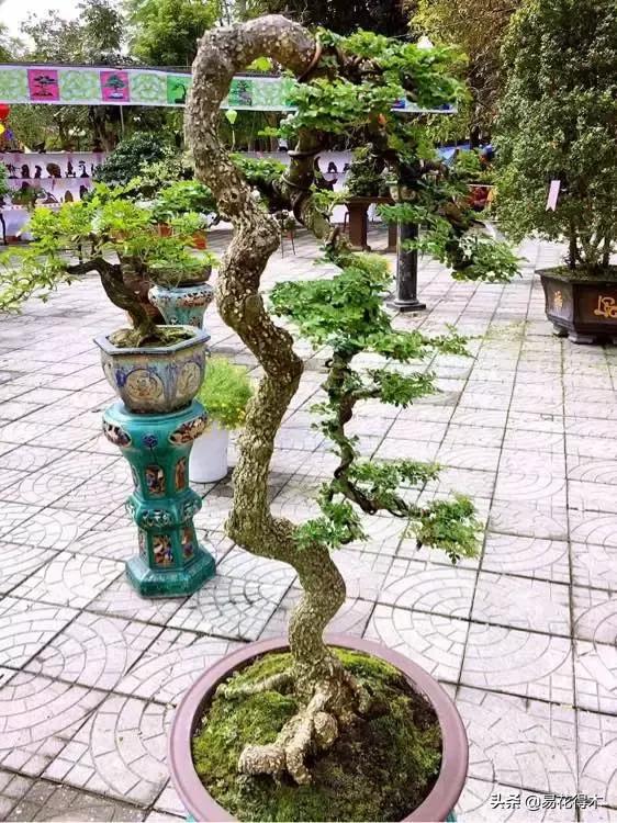 清香木盆景黄叶掉叶是什么原因,清香木黄叶掉叶如何处理