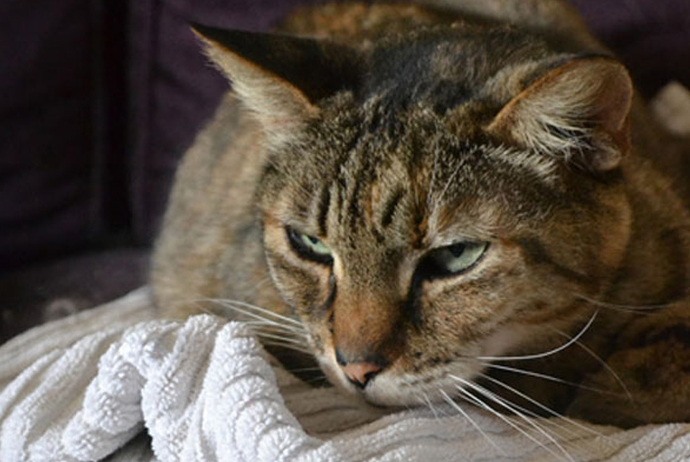 猫年龄大关节会出现问题吗,猫退行性关节炎