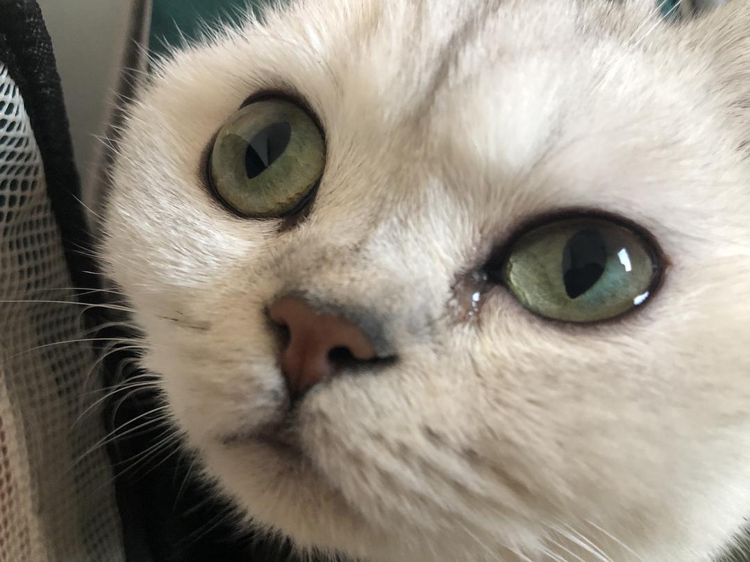 猫咪眼睛黄褐色分泌物睁不开,猫咪眼睛流泪有脓性分泌物