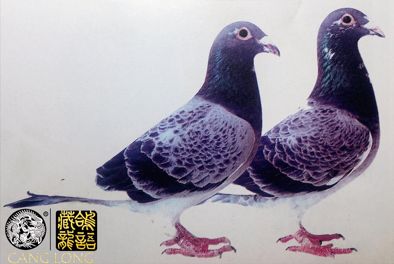 荷兰信鸽名家谈养鸽,荷兰赛鸽名家种鸽