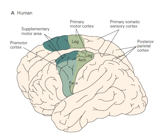孕期如何运动有助于产后恢复身材,如何正确科学地进行孕期锻炼