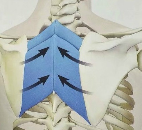 瑜伽练了一个星期越来越累,练习瑜伽手臂越来越粗怎么回事