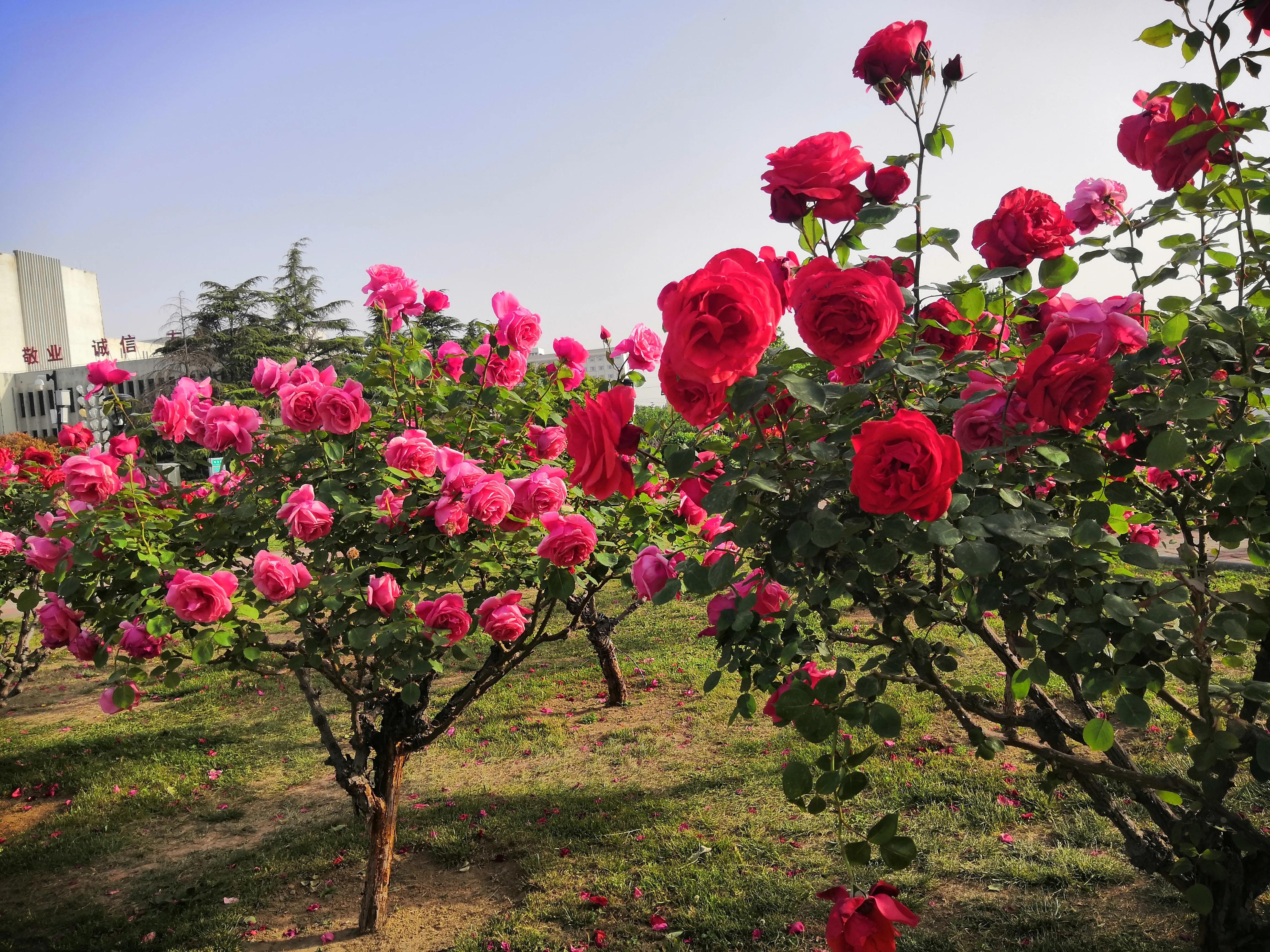人生如逆旅,人生如逆旅我亦是行人是啥意思