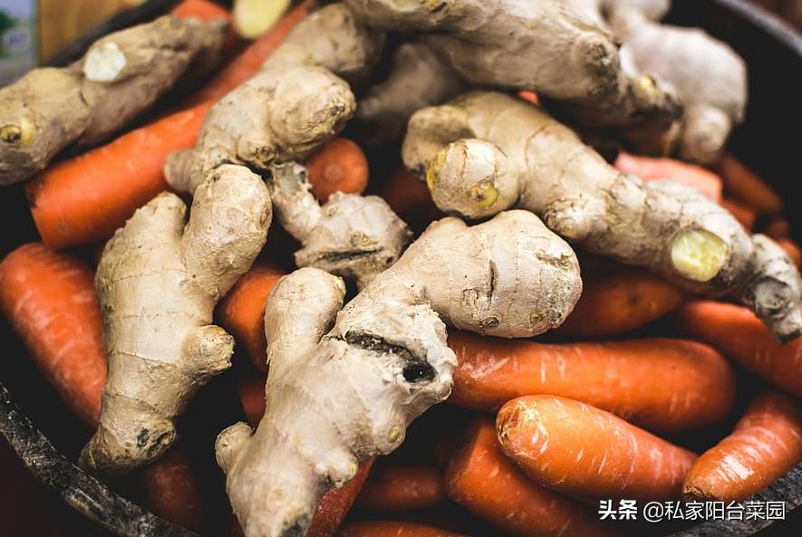 生姜怎样种植才能出姜率高,生姜种植技术怎样选择姜种