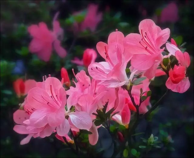 中国十大名花惊艳千年,中国十大名花美极了