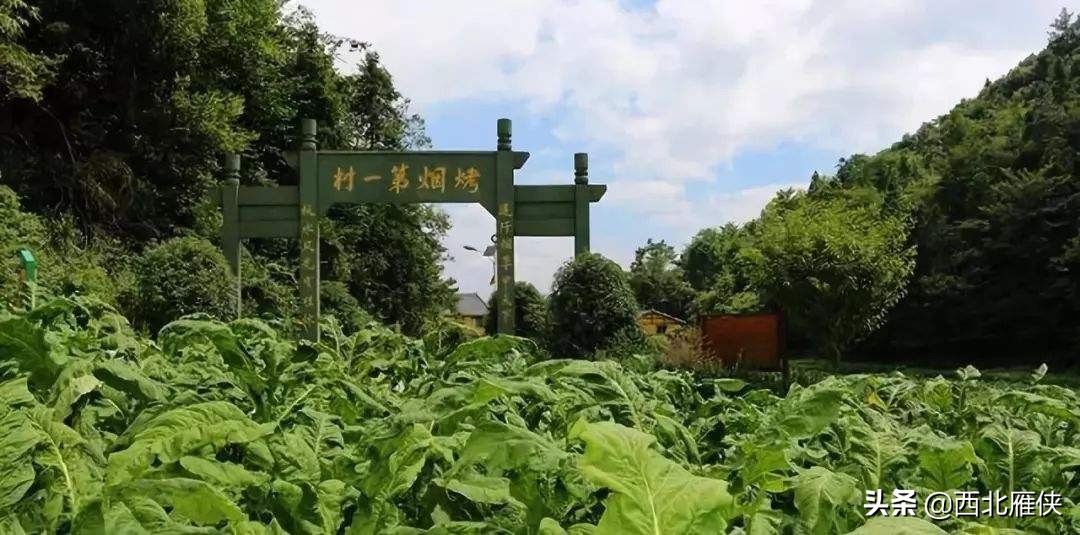 中国*草烟**公司工资待遇曝光！全国各地工资对比后，你心动了吗？