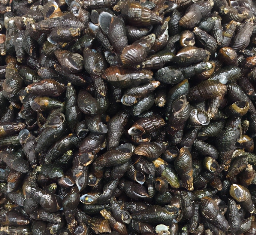 野生山坑螺捡回来要养着吐沙吗,山坑螺生存技巧