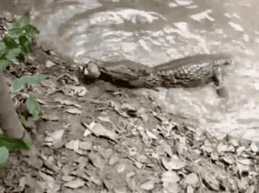 30张活久见的对比照,鳄鱼被电鳗电死的视频