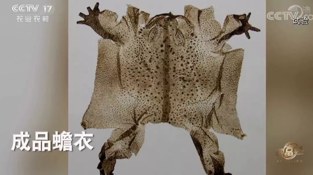 青蛙养殖和蟾蜍养殖,青蛙和癞蛤蟆能够合养吗