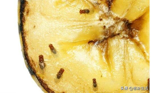 夏天到了蝇子多怎么办，快速灭蝇，家里再也没苍蝇了