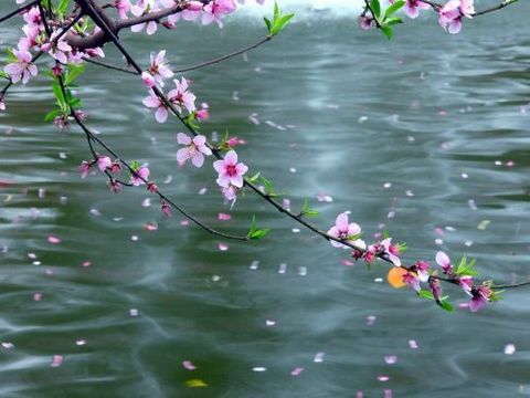 落花唯美诗词精选,美到极致的现代落花的诗句