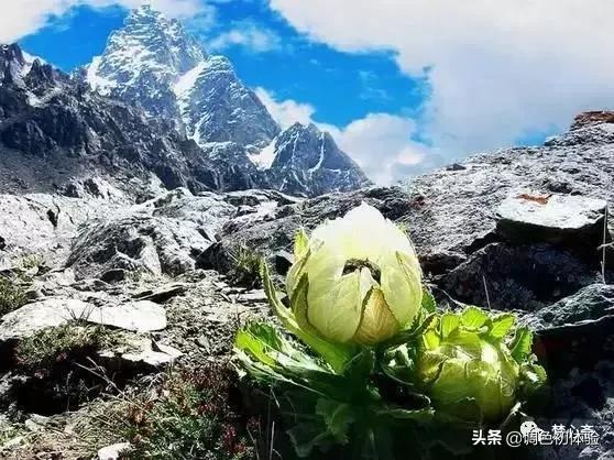 山上的雪莲花,山上雪莲的照片