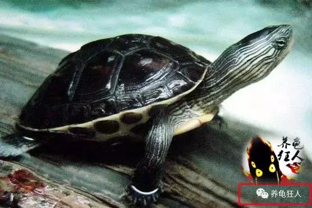 中华花龟和台湾花龟有什么区别,斑纹草龟和普通草龟的区别