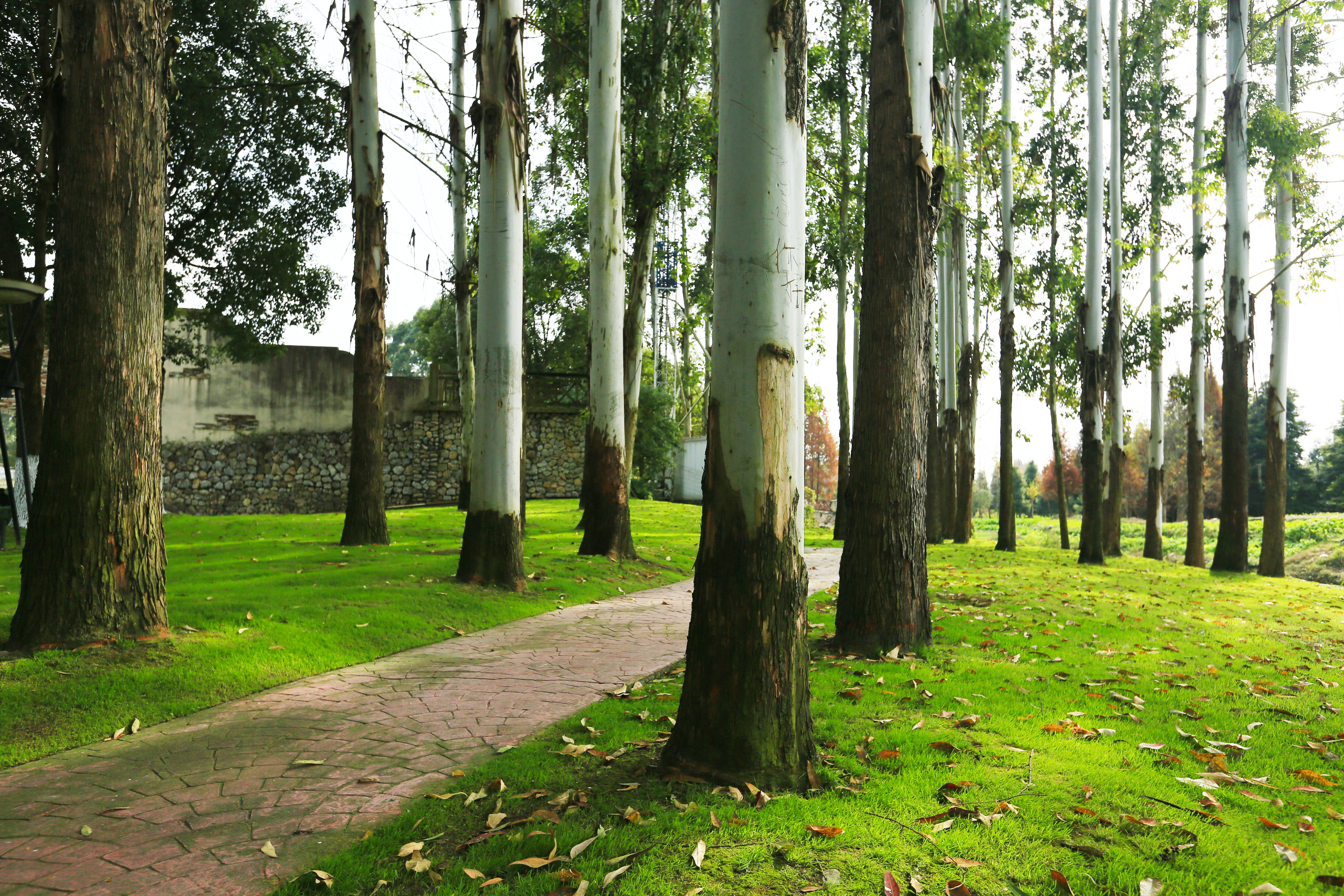 桉树林风景,自然生长的桉树林