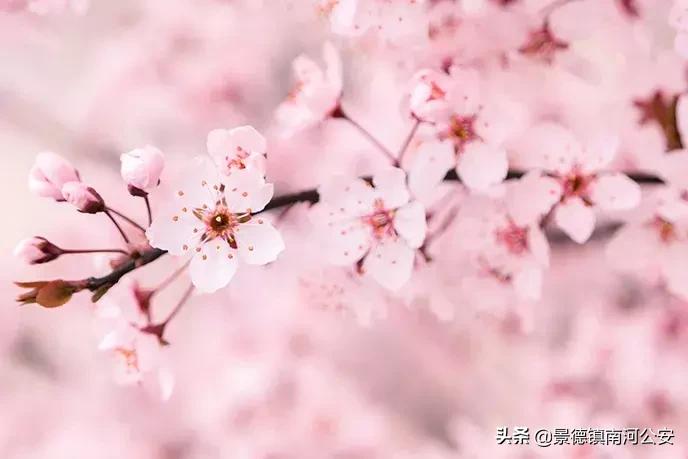 45首最美诗词送给春天,100首最美春天诗句