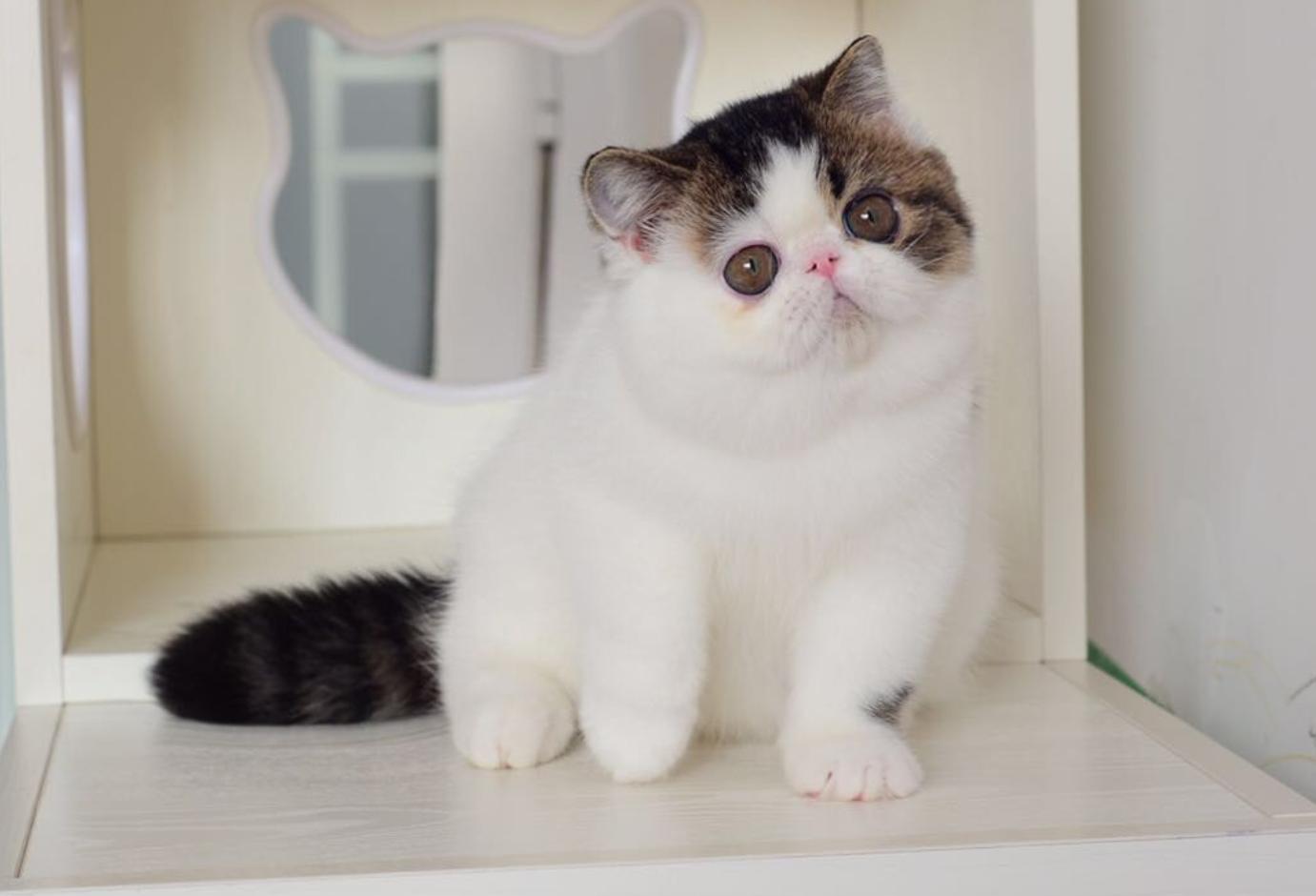 养加菲猫性格不好,养加菲是一种什么体验