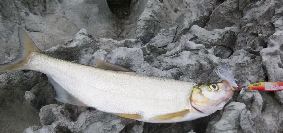 路亚新手避坑鱼竿,路亚新手诱鱼