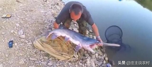 保护的小动物有哪些,保护类小动物