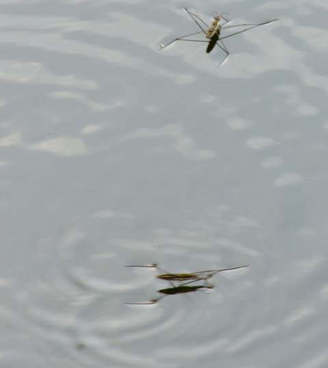 蜻蜓为什么越来越少了,为什么蜻蜓越来越少了