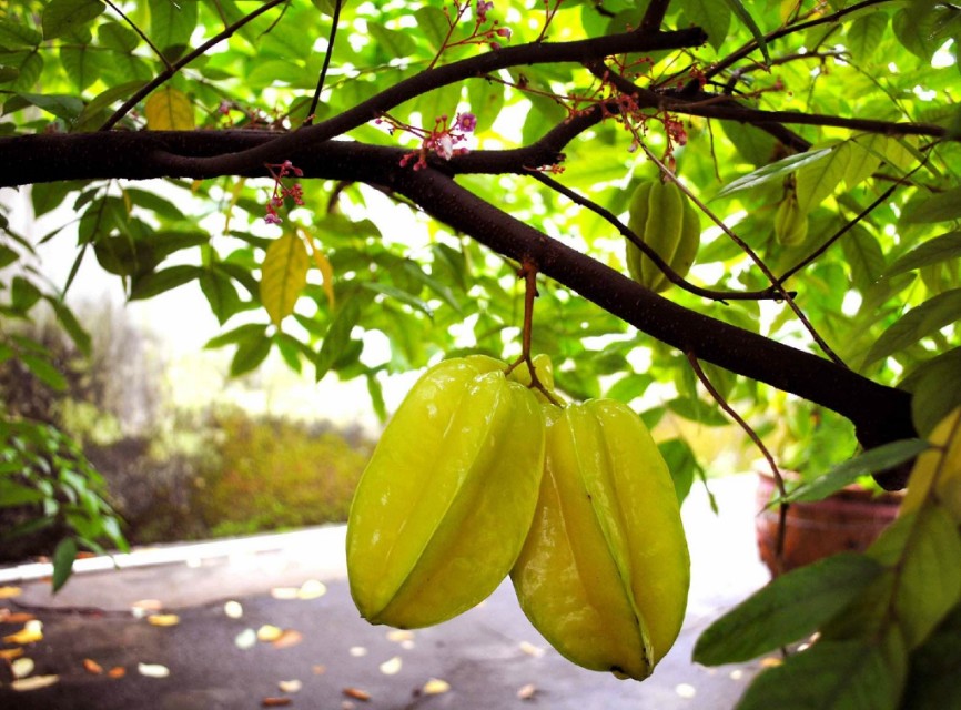 杨桃苗种植,杨桃树的种植