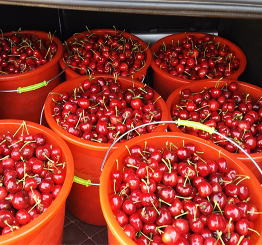 水果预售成功案例,网络卖水果骗局揭秘视频