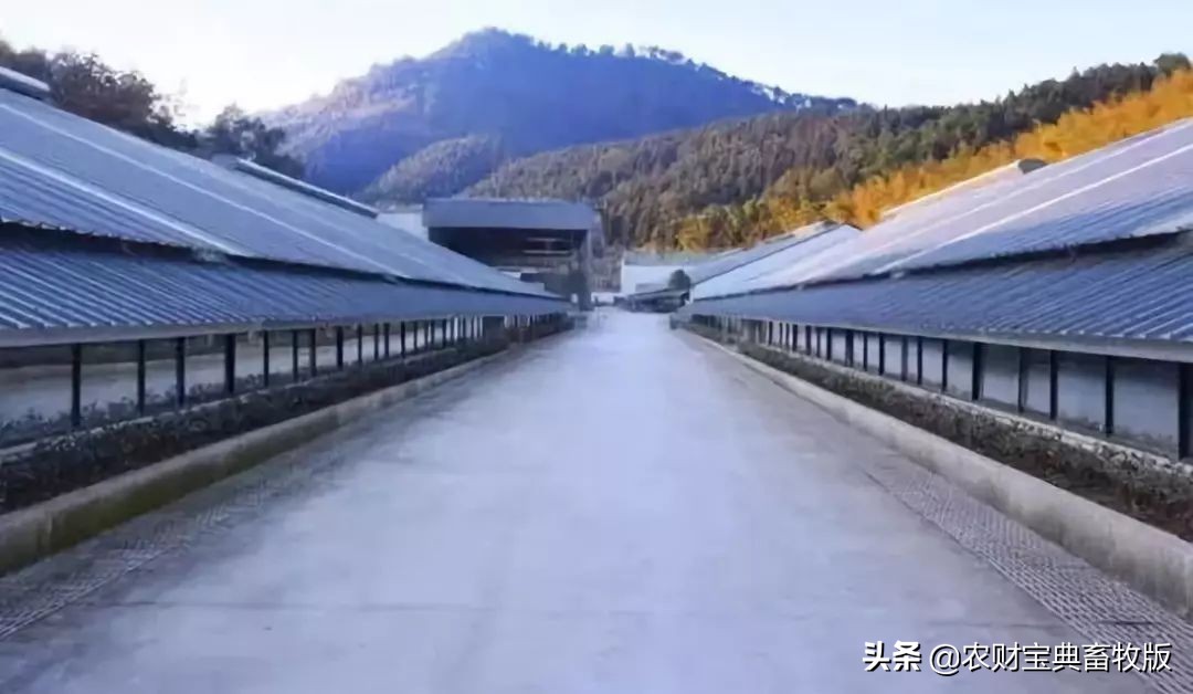 丁磊现代化猪场在哪里,养猪大企业丁磊