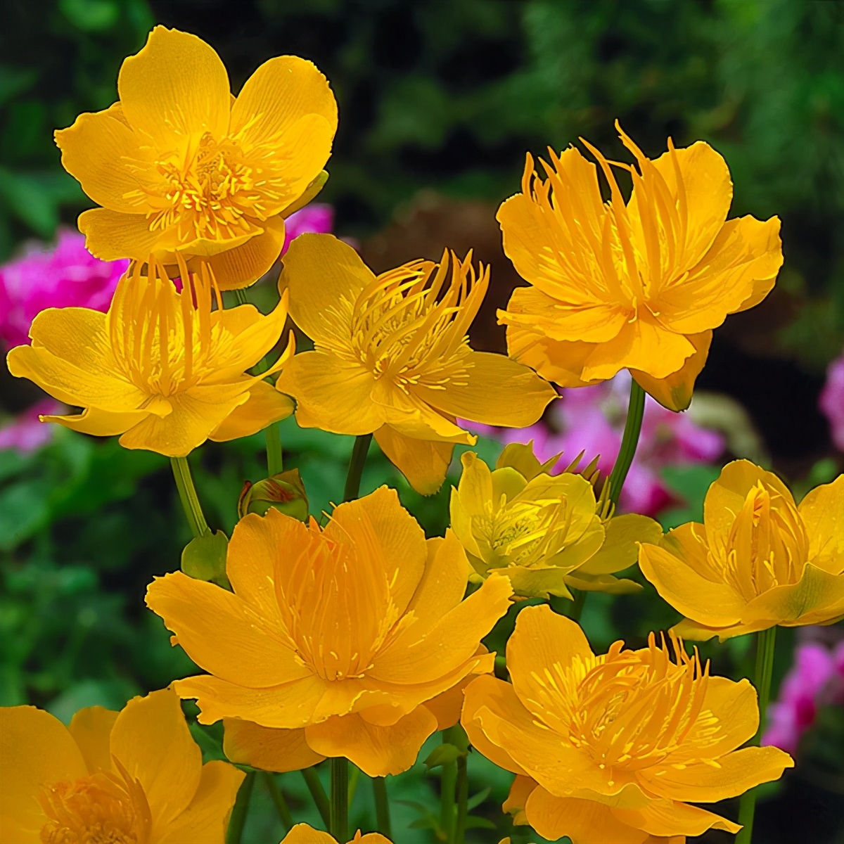 生日鲜花用哪几种花,代表友谊长存和生日快乐花语的花