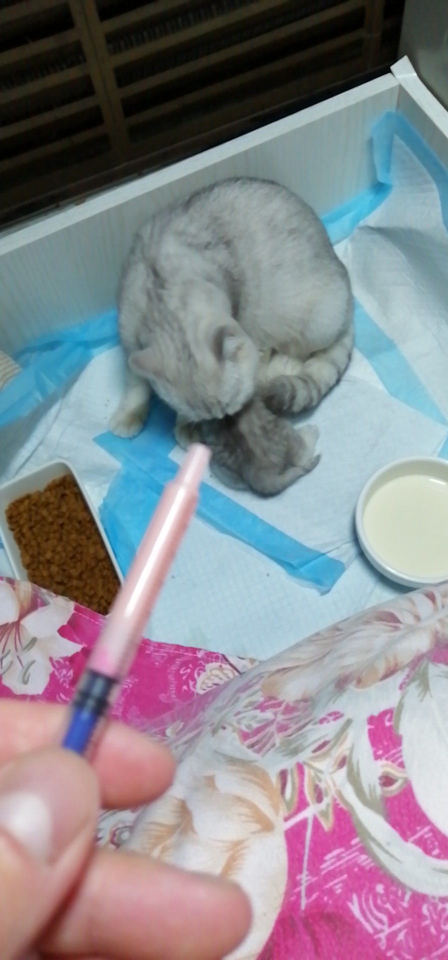 猫咪打喷嚏眼睛有分泌物怎么办,猫咪打喷嚏伴随呕吐怎么办