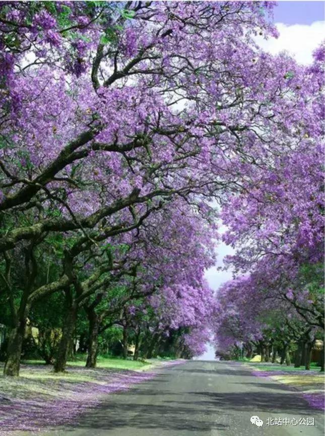 相当于112个足球场的图片,深圳足球公园效果图