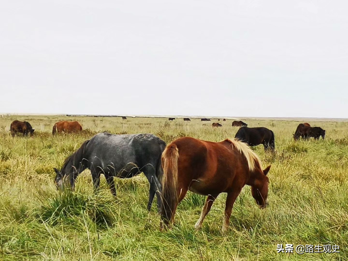 山丹军马场历史,山丹军马场的历史
