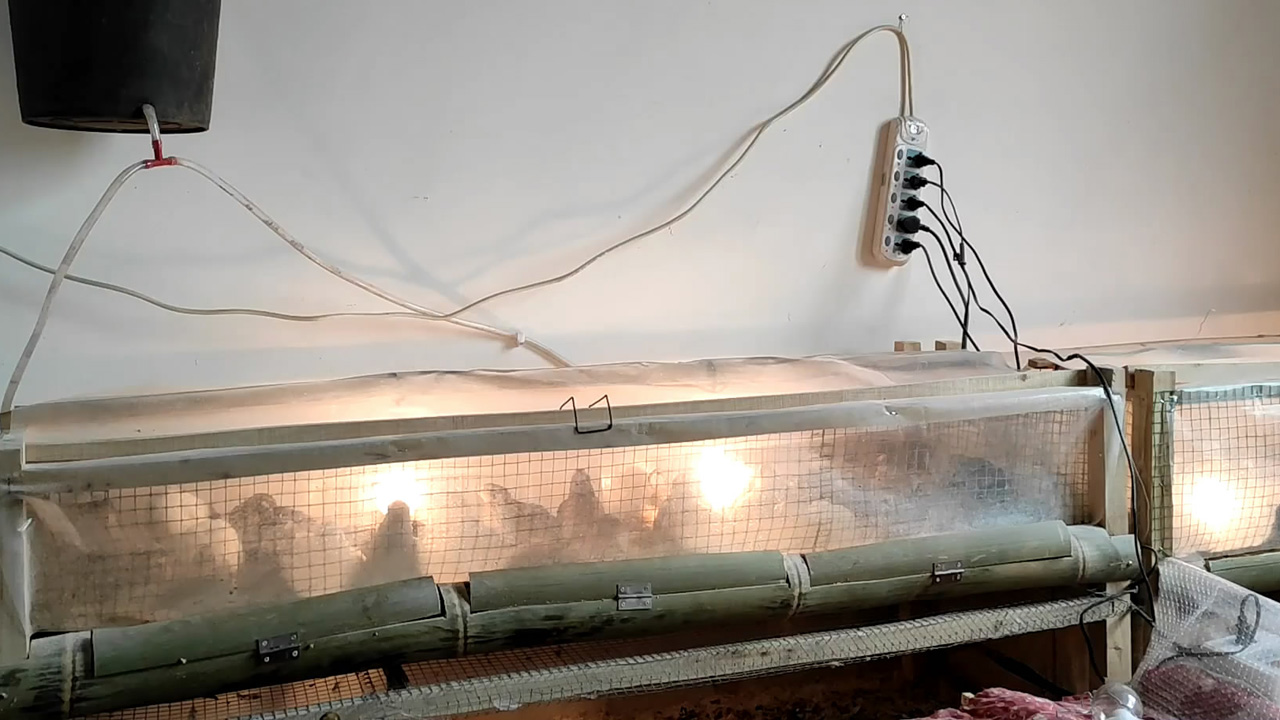 家庭养殖鹌鹑视频教程全集,鹌鹑怎么养产蛋多