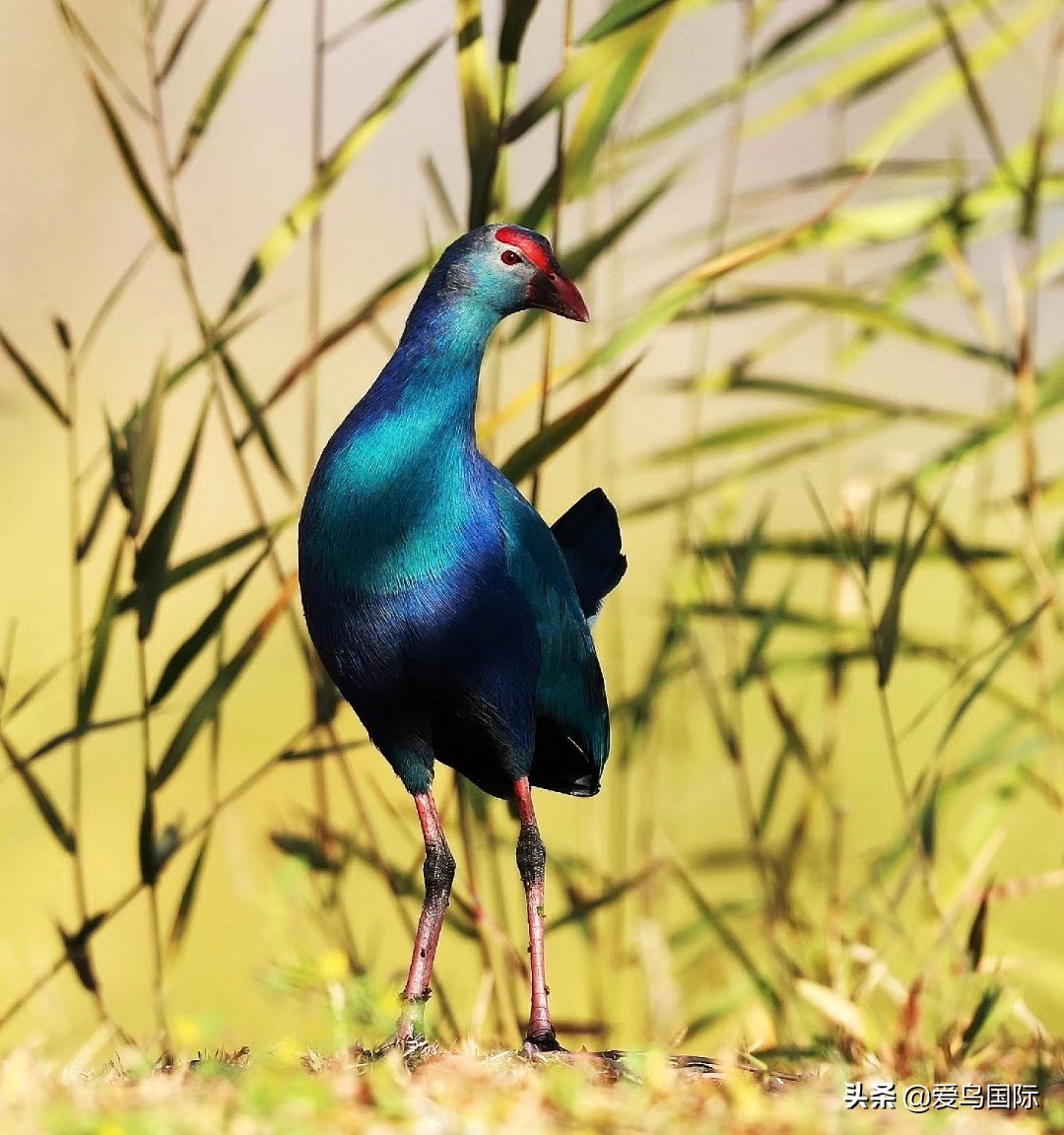 观鸟大年作品集,观鸟大年完整版